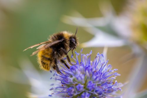 Free Detailed image of a bumblebee collecting nectar from a purple flower in summer. Stock Photo
