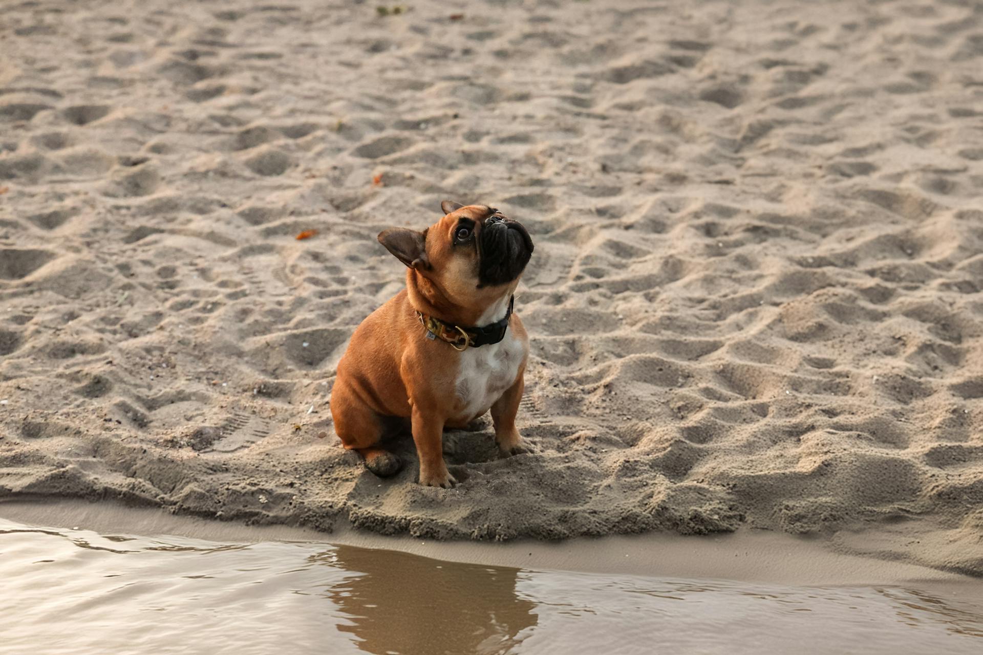 Wally & Brodie play date. August 23 2024. Cove Island Park, Stamford, CT.