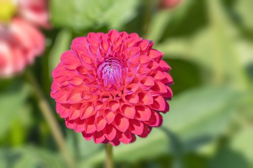 Free Close-up of a vibrant red dahlia flower in full bloom against a green leafy background. Stock Photo
