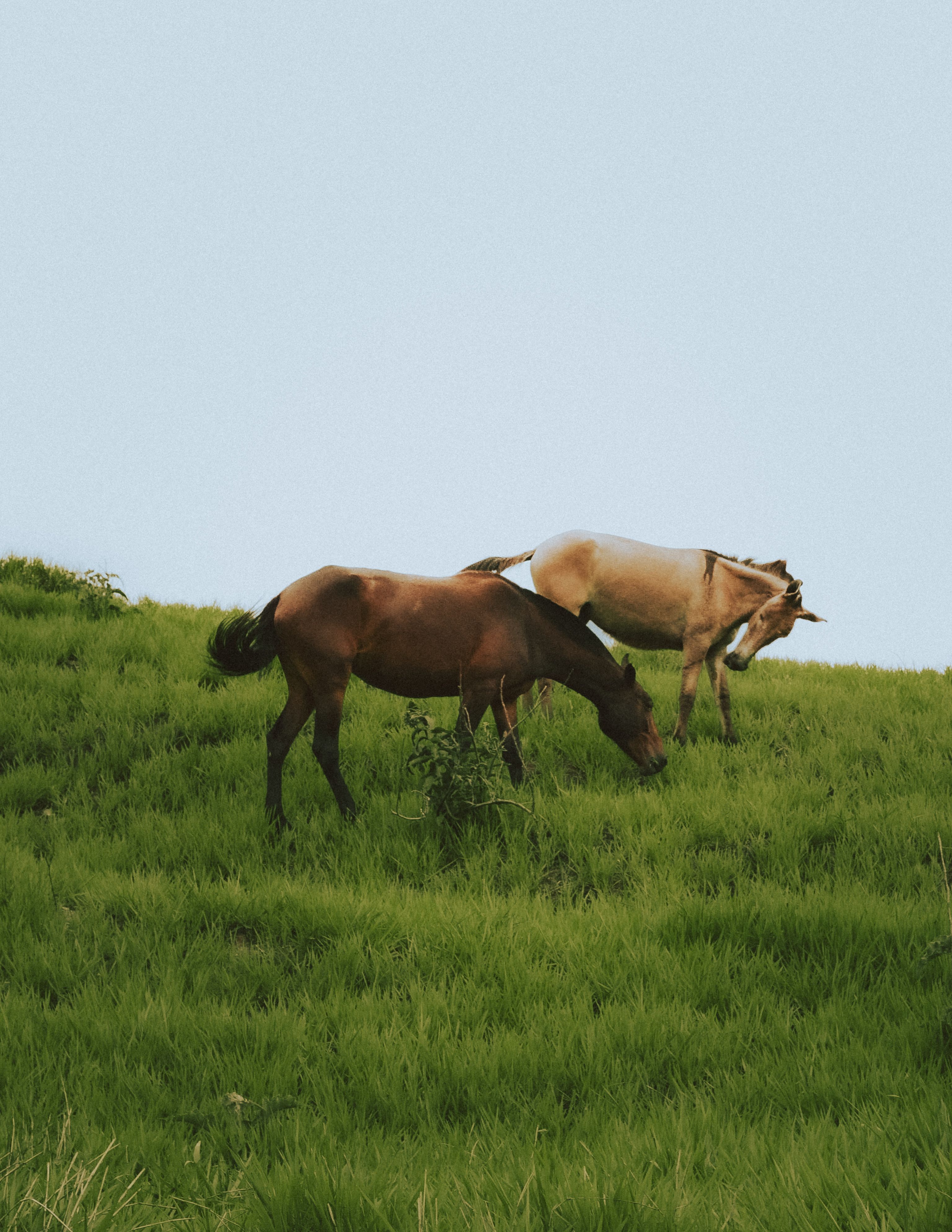 Two horses grazing peacefully in a vibrant green pasture under a clear sky, capturing rural tranquility.