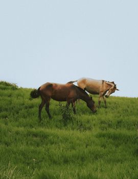Two horses grazing peacefully in a vibrant green pasture under a clear sky, capturing rural tranquility.