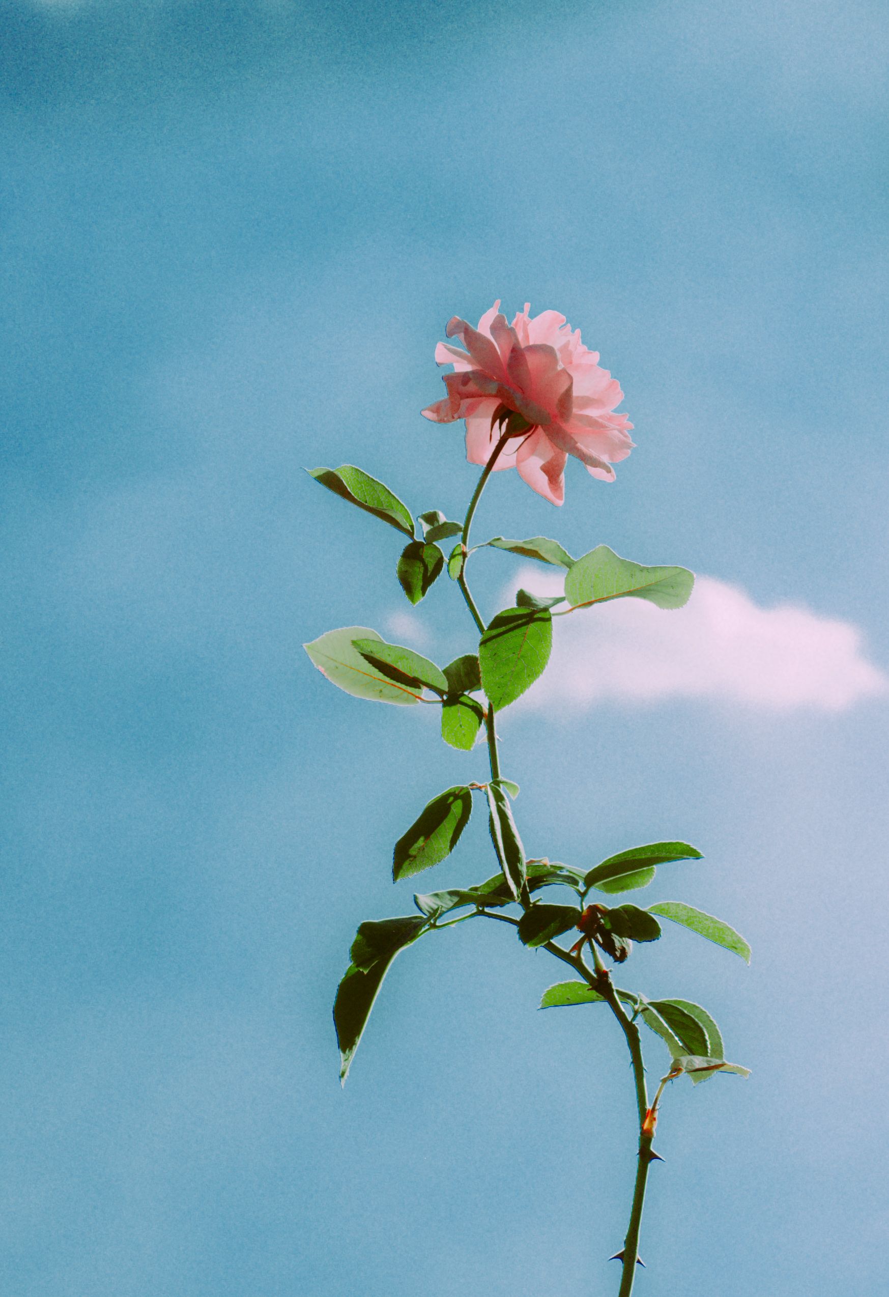 A single pink rose reaching towards a pristine blue summer sky with soft clouds.