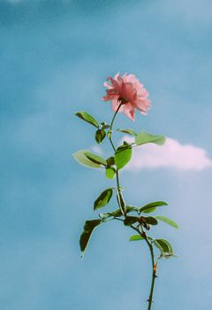 A single pink rose reaching towards a pristine blue summer sky with soft clouds.