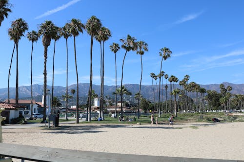 Free stock photo of beach, los angeles, palms
