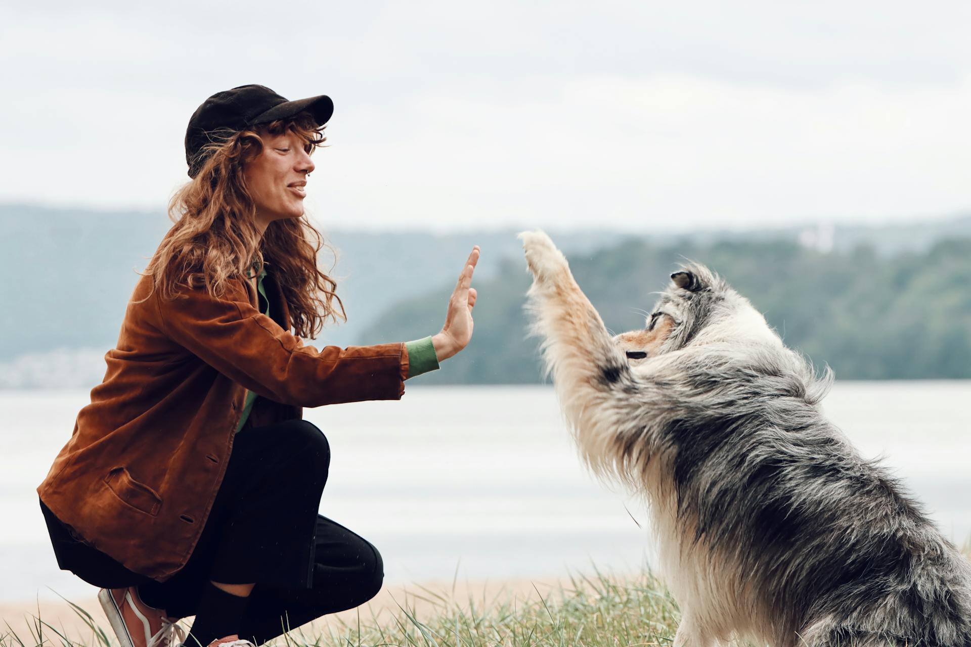 Australian Shepherd