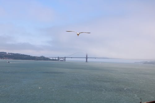 Free stock photo of foggy, golden gate bridge, san francisco bay