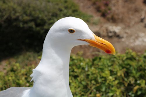 Free stock photo of bird, close-up, seagull