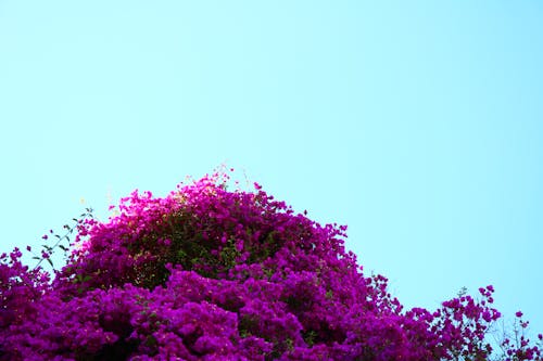Photos gratuites de ciel bleu, fleurs en floraison, violet