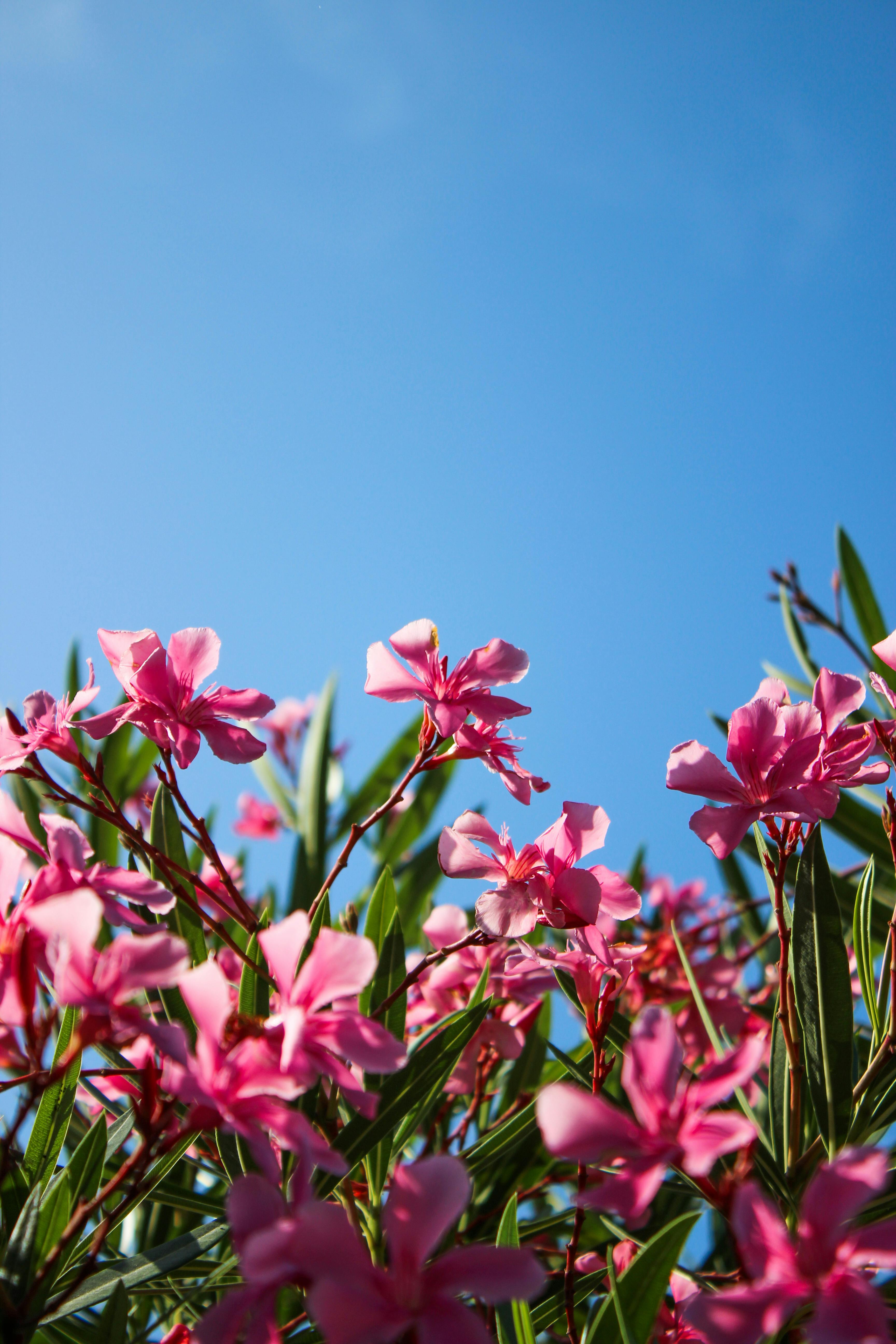 Bright pink oleander flowers in full bloom under a clear blue sky, capturing the essence of summer.