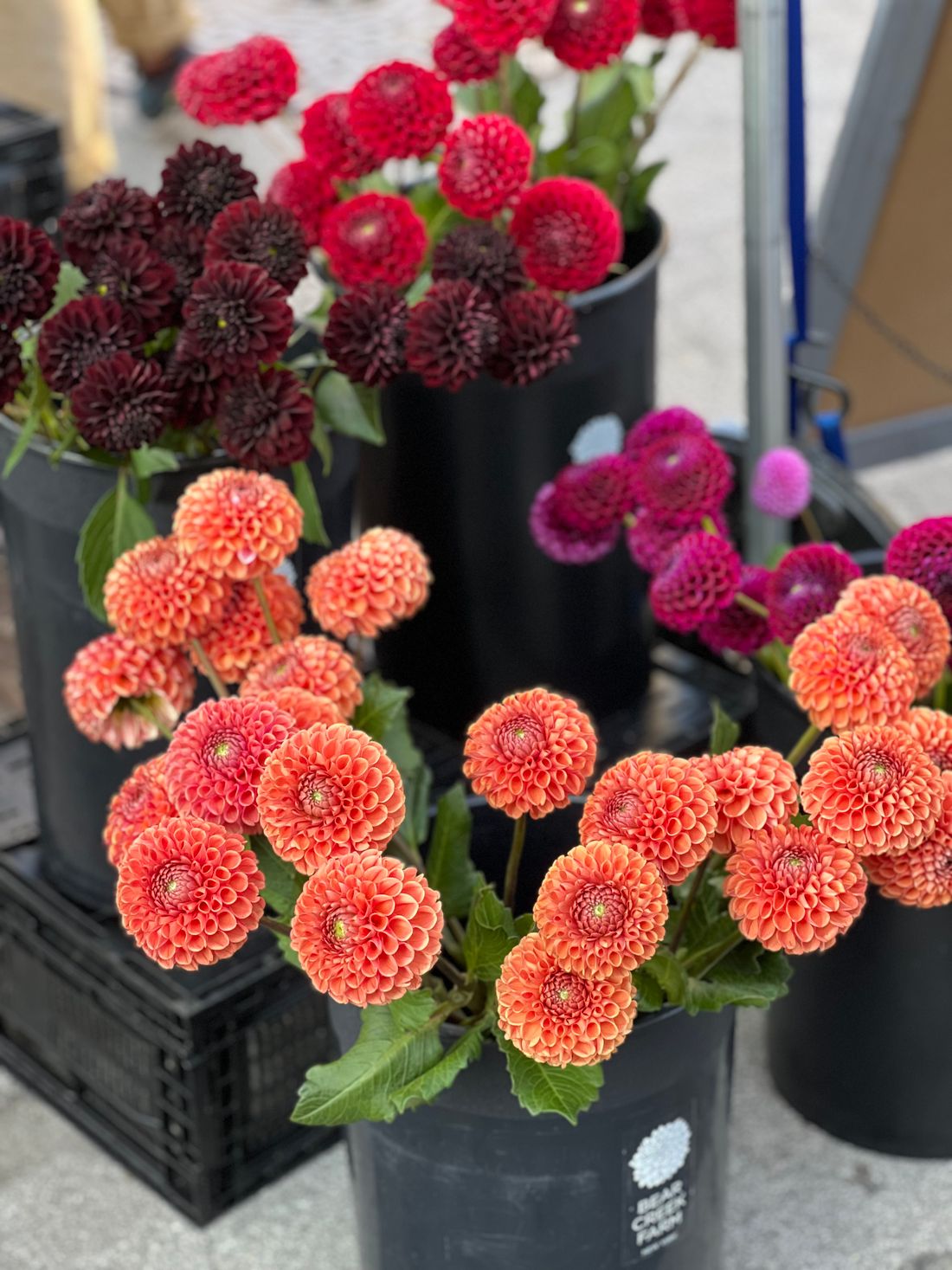 Buckets of orange and red dahlias at a wholesale flower market