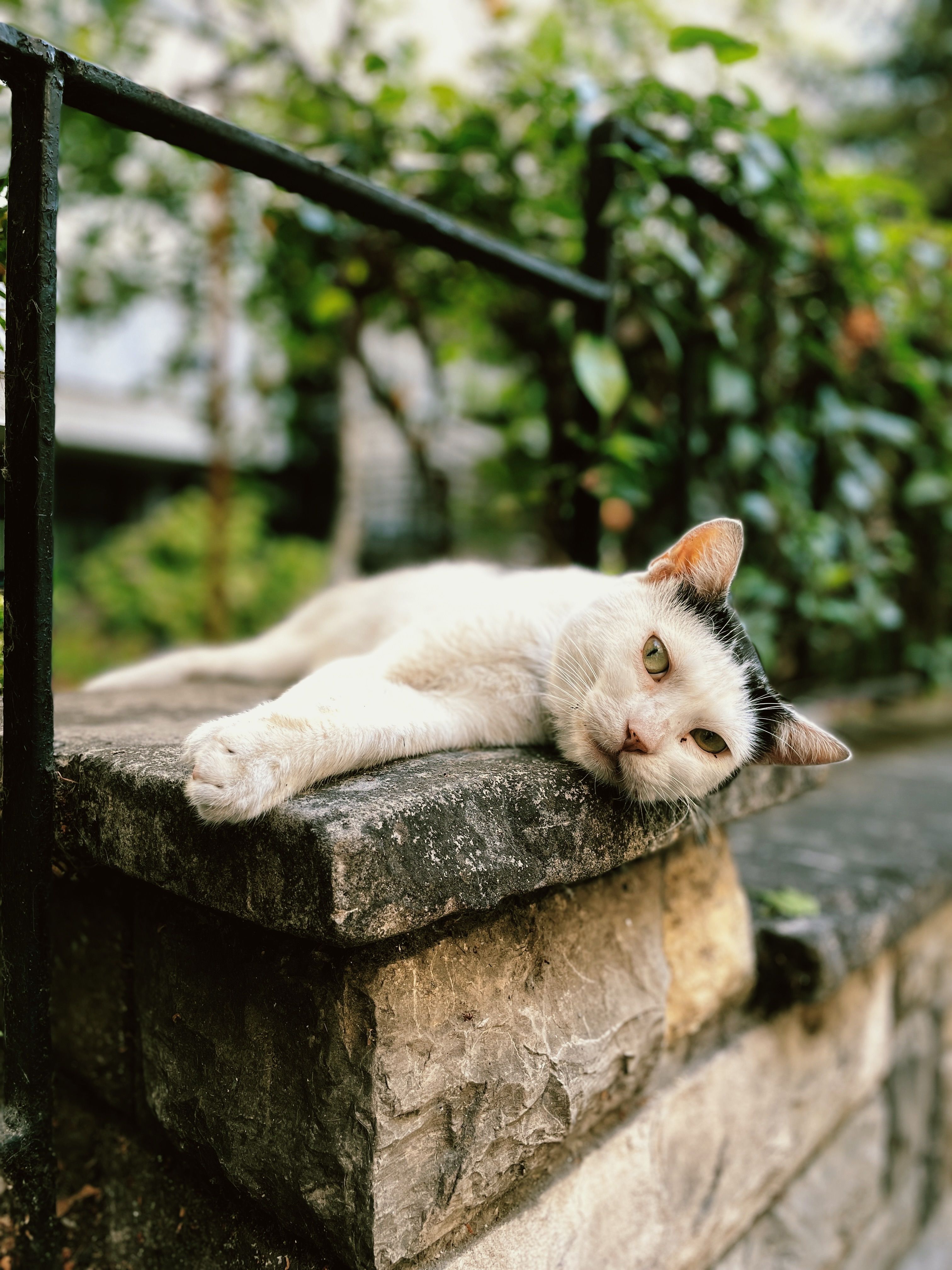 A white cat laying on a stone ledge · Free Stock Photo