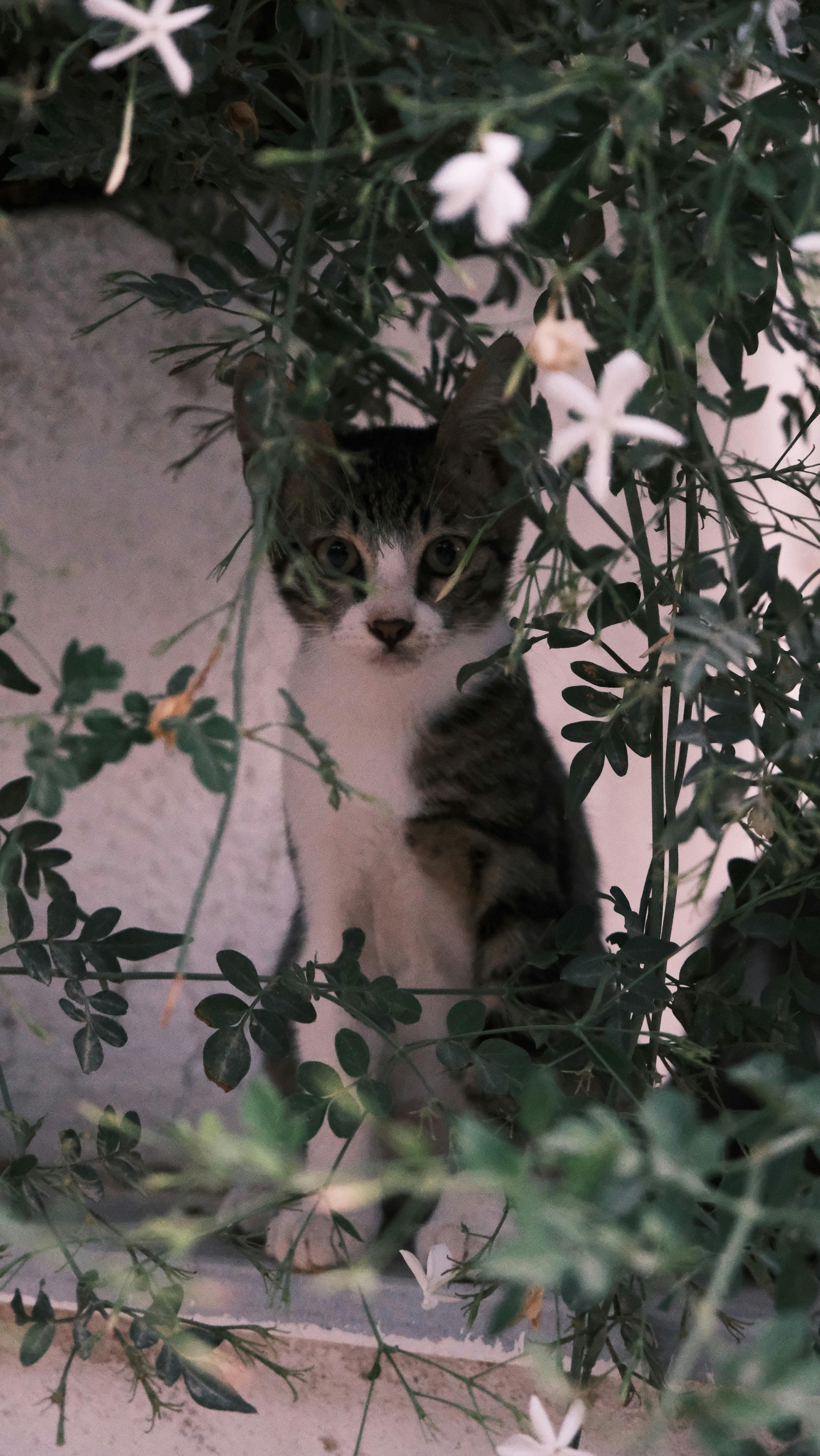 a cat peeking out from behind some flowers