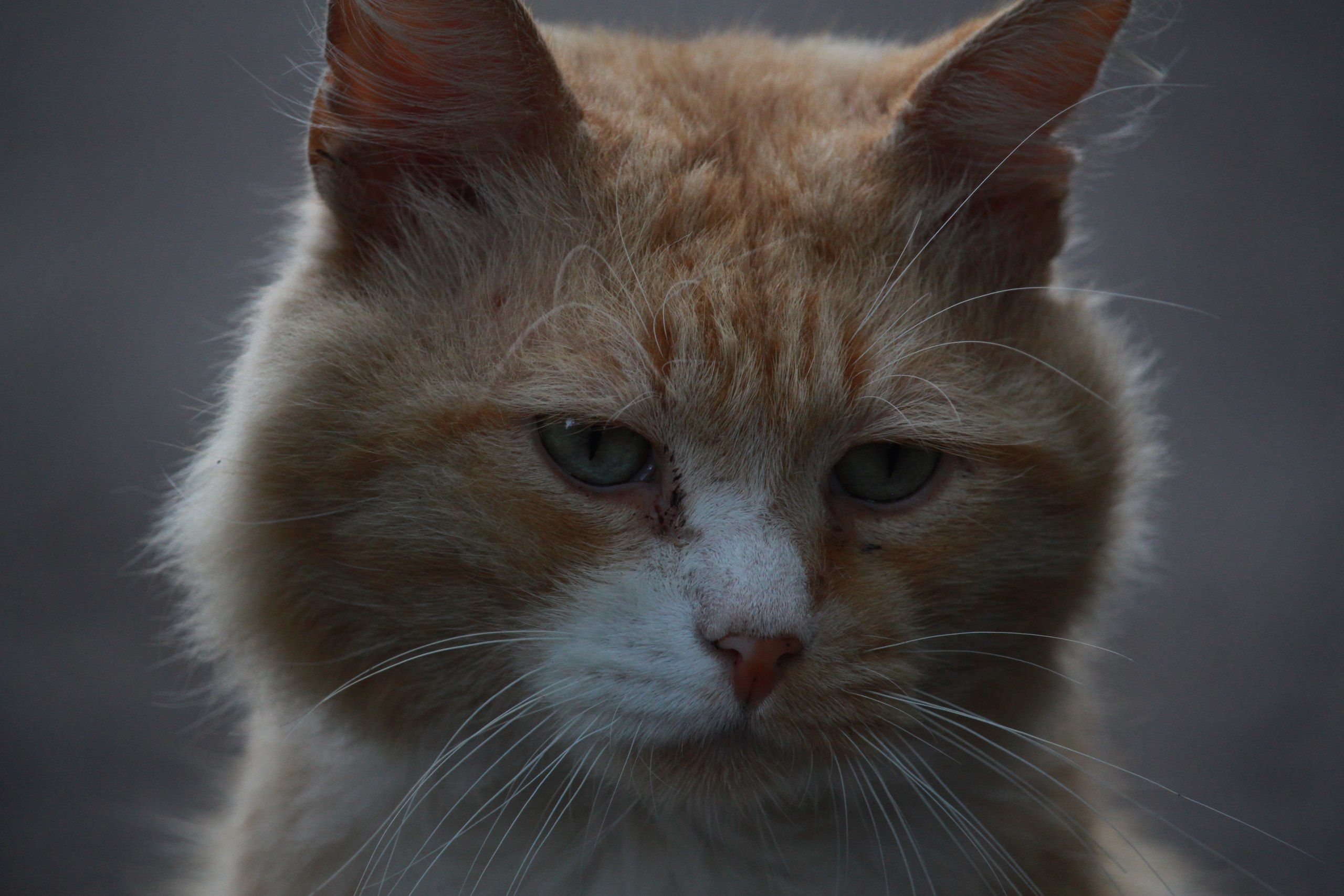 Close-up of a pensive stray cat with striking eyes showcasing survival and resilience.
