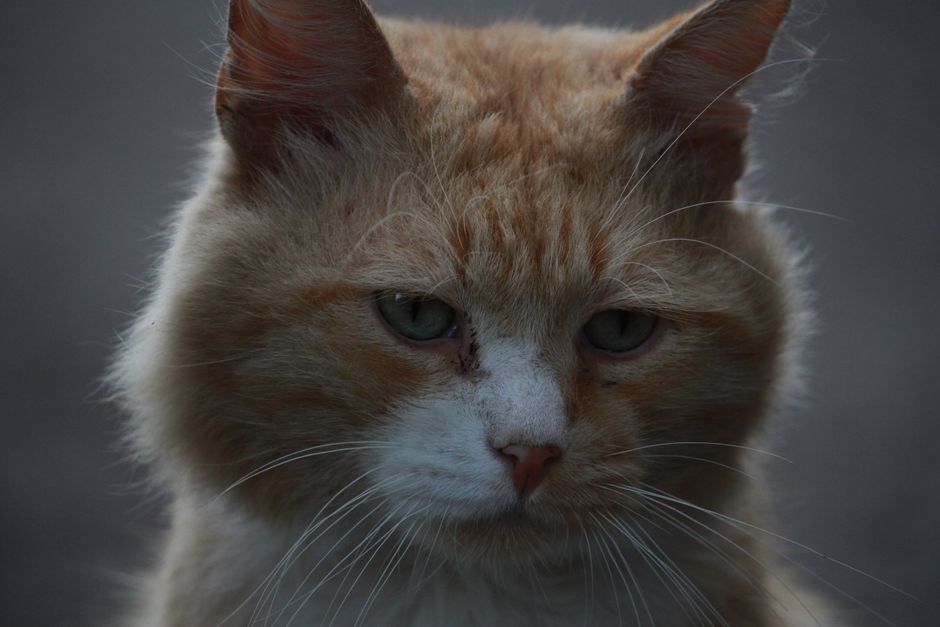 Close-up of a pensive stray cat with striking eyes showcasing survival and resilience.