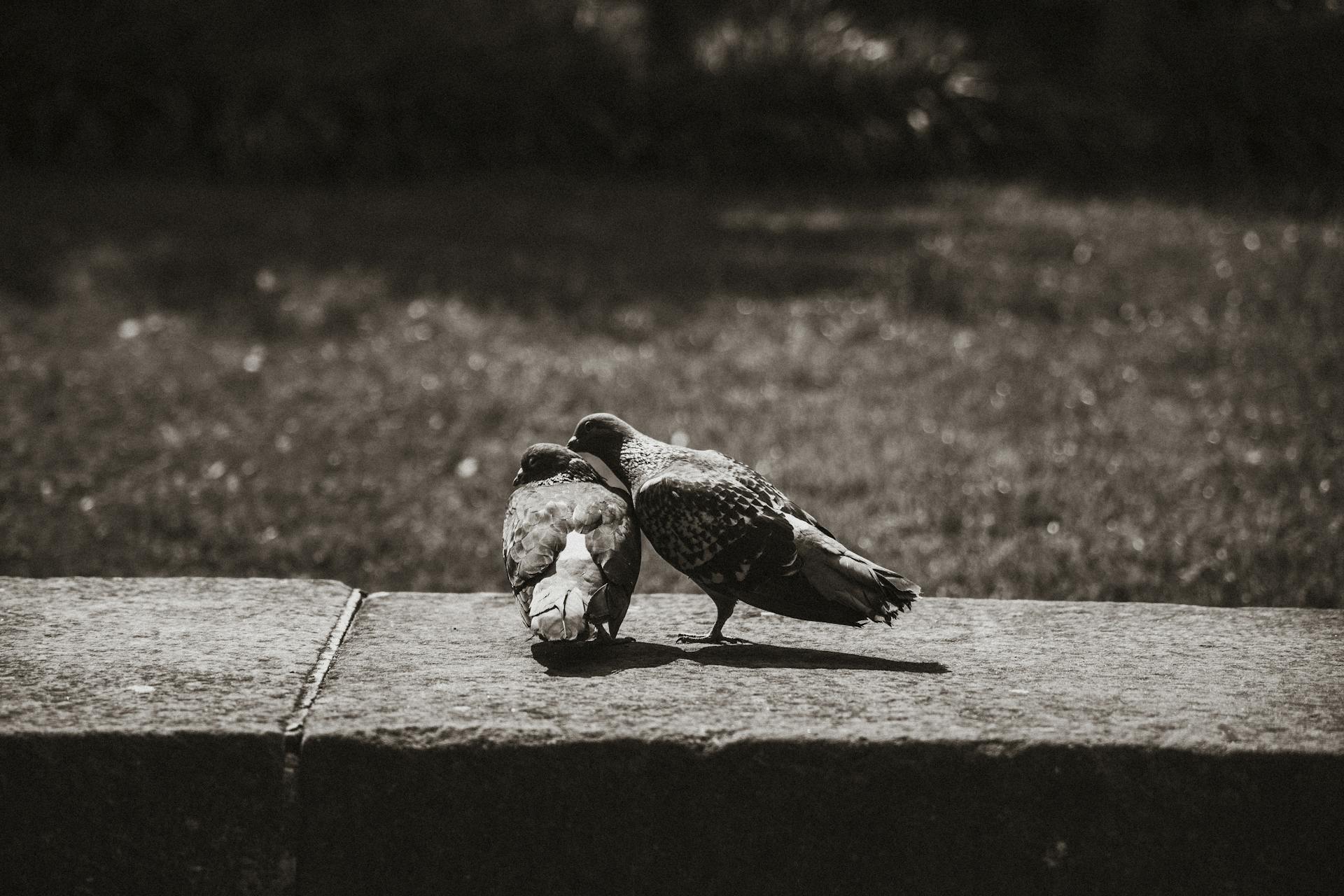 Black and white photo of two pigeons sharing a moment on a stone ledge.
