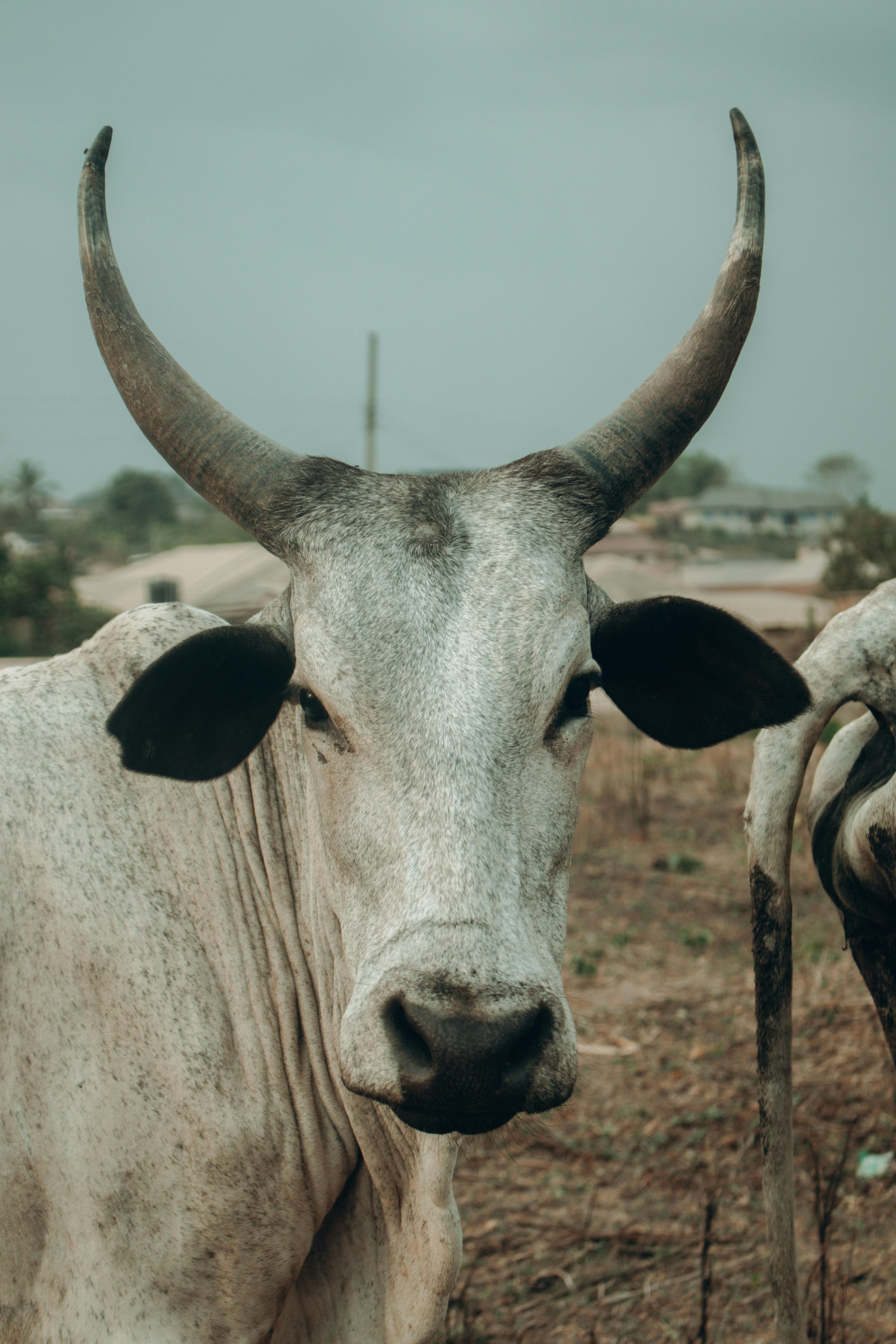 Gratuit Photos gratuites de afrique, agriculture, agriculture de plein air Photos