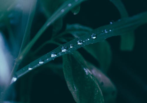 Free Water Dew on Leaves Stock Photo