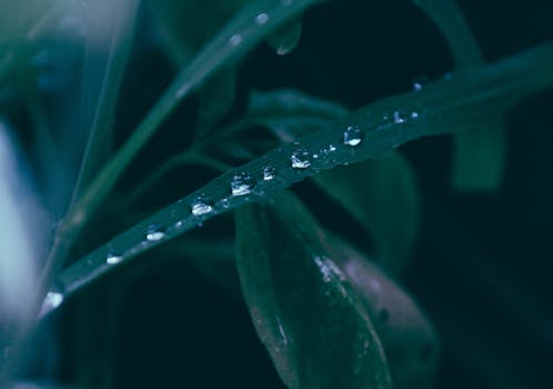 Macro shot of dewdrops on green leaves, showcasing water purity and nature's beauty.