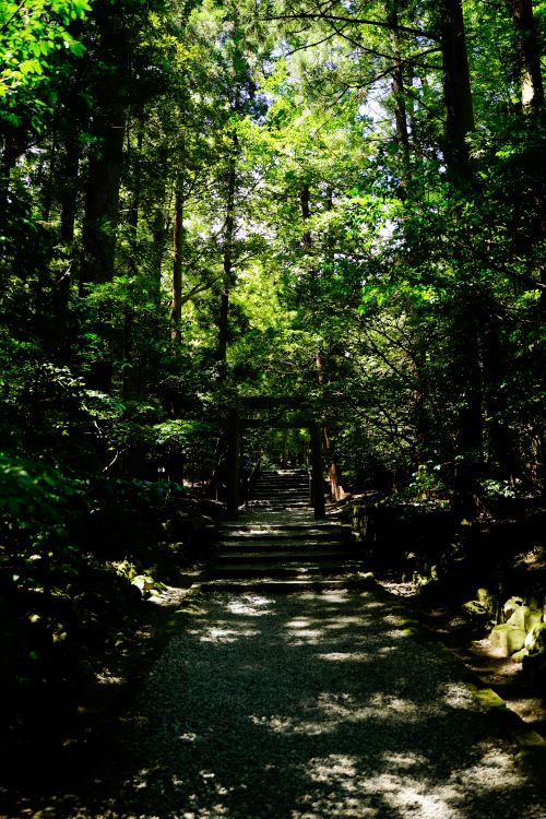 Free A serene forest trail surrounded by lush greenery and dappled sunlight. Stock Photo