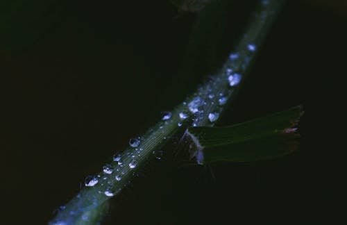 물방울 클로즈업 사진으로 녹색 식물