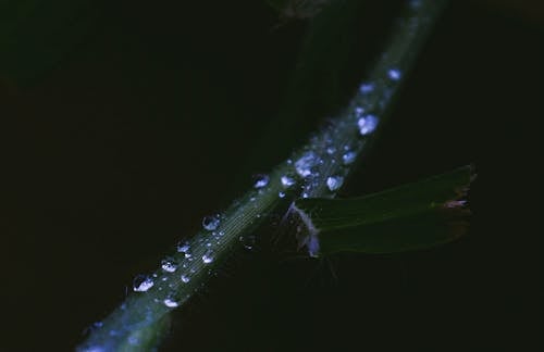 Planta Verde Com Gotas De água Fotografia Primeiro Plano