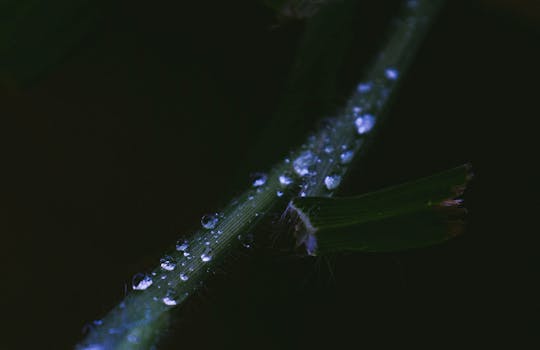 Macro shot of water droplets on grass, highlighting nature's purity and tranquility.