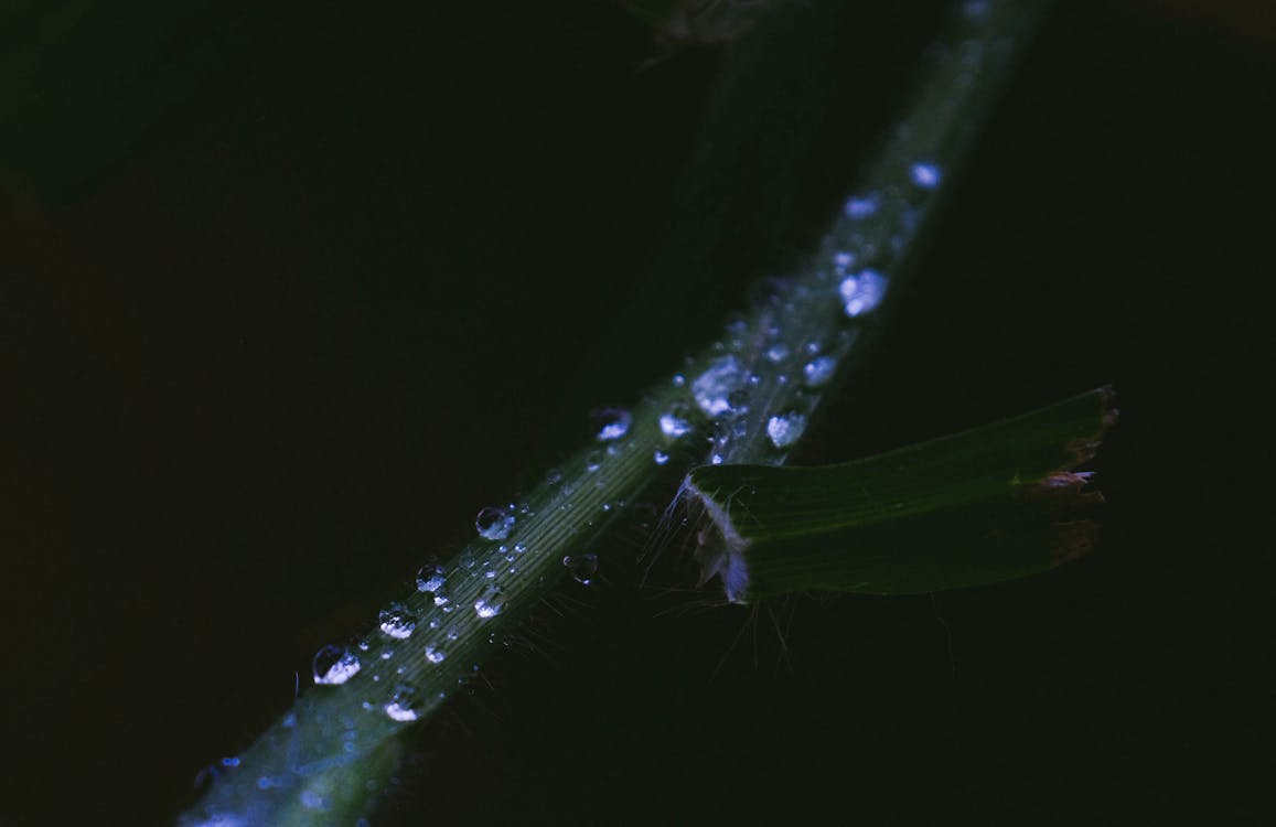 Green Plant With Water Droplets Close-up Photography
