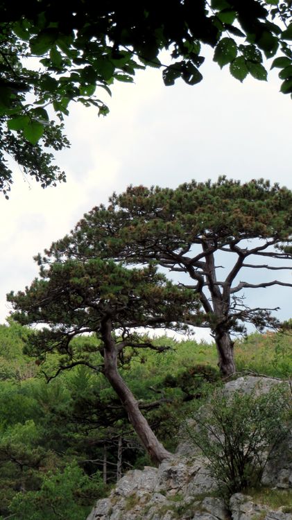 A lone pine tree on a rock in the woods · Free Stock Photo
