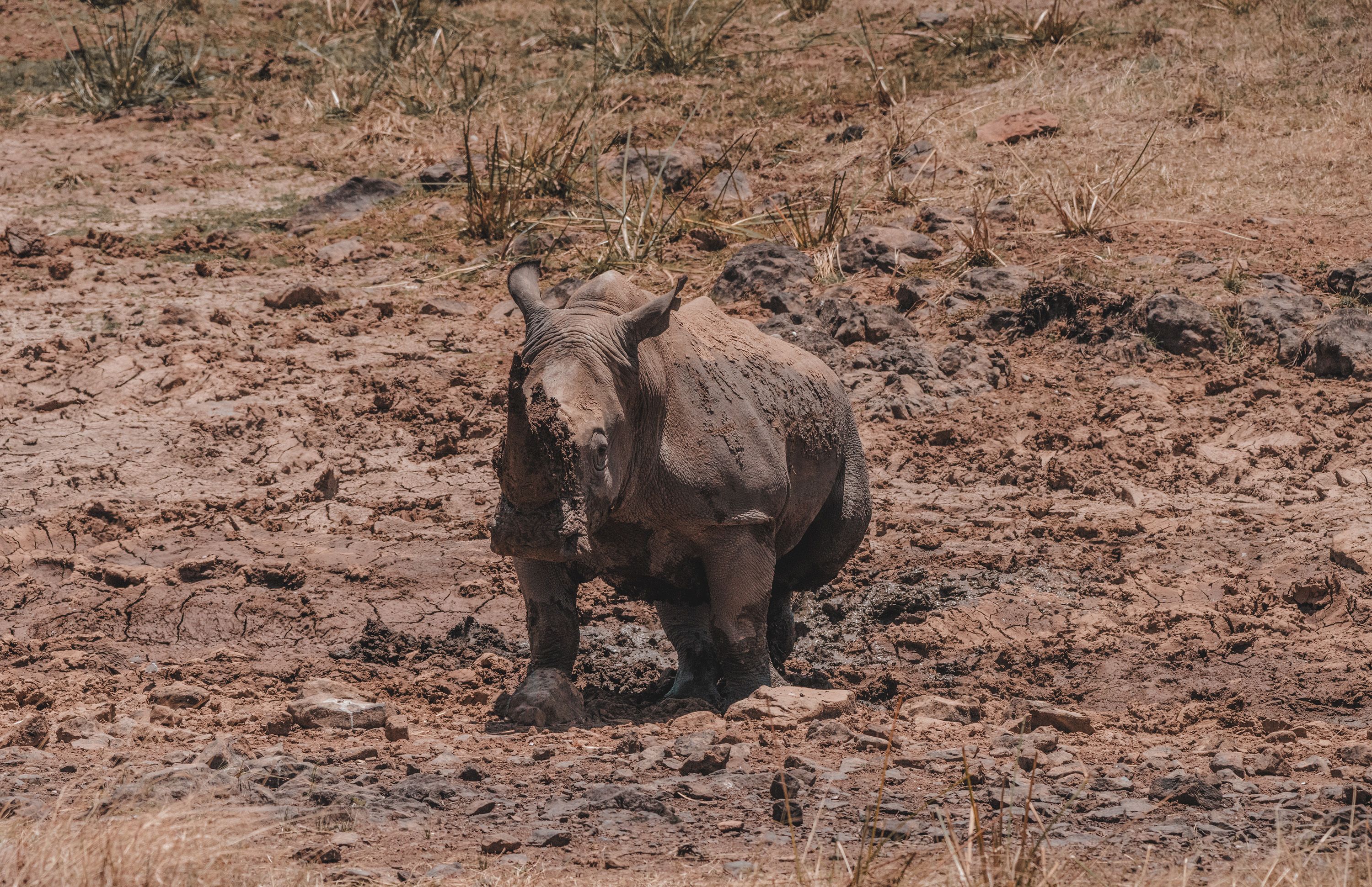 Look for rhino at Solio Ranch