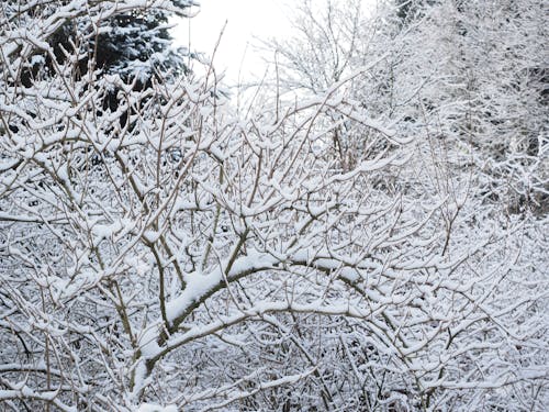 Free Snow-covered of Bare Tree Stock Photo