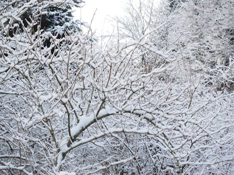 A serene winter scene showcasing snow-covered tree branches in a tranquil outdoor setting.