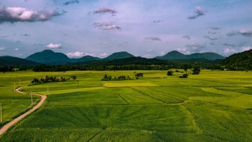 Free A breathtaking aerial view of lush green rice fields set against a backdrop of blue-tinged mountains under a partly cloudy sky. Stock Photo