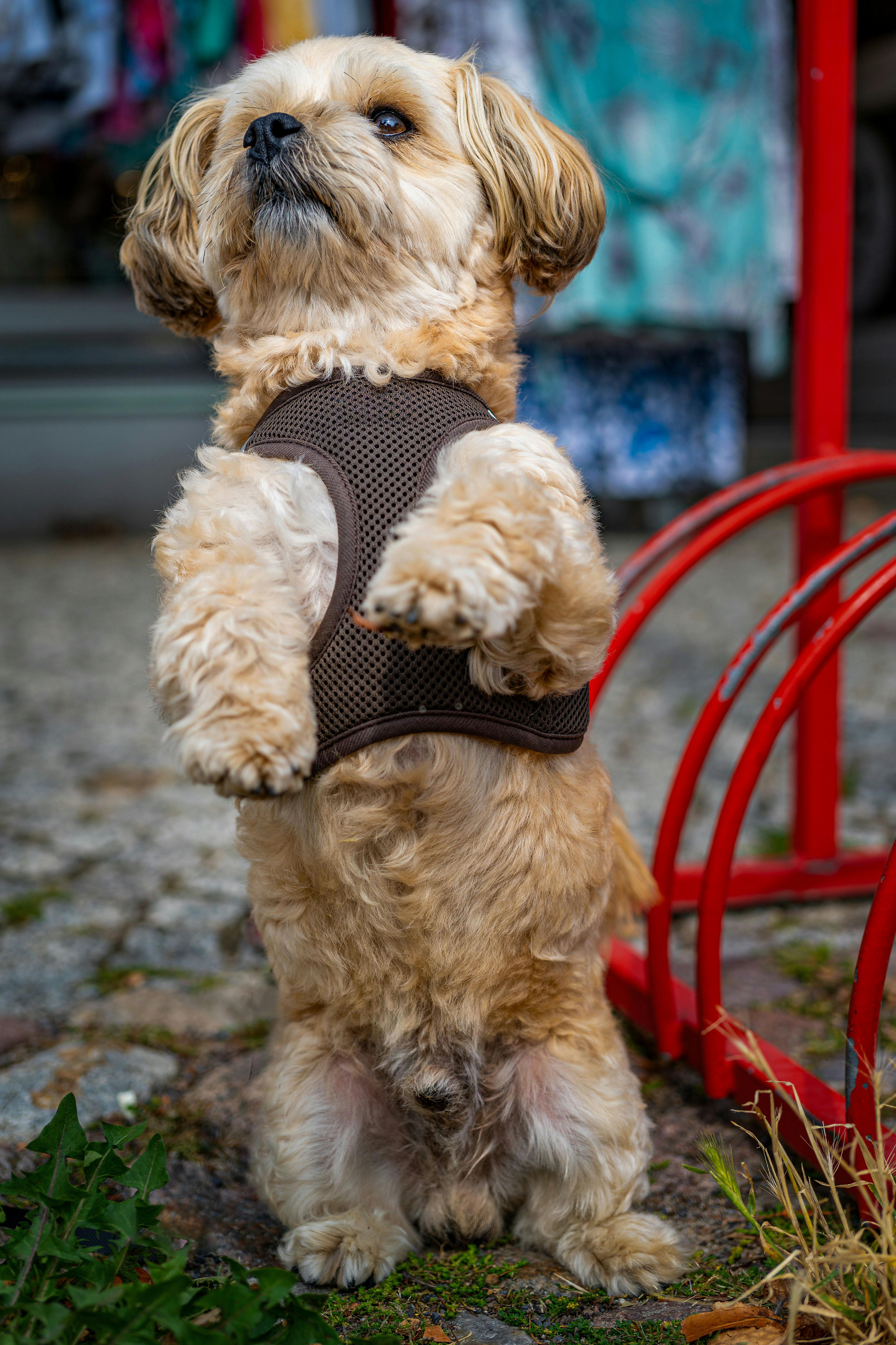 Hund macht Männchen · Free Stock Photo