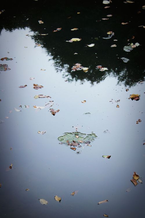 Free Autumn leaves floating on a calm water surface reflecting the sky. Stock Photo