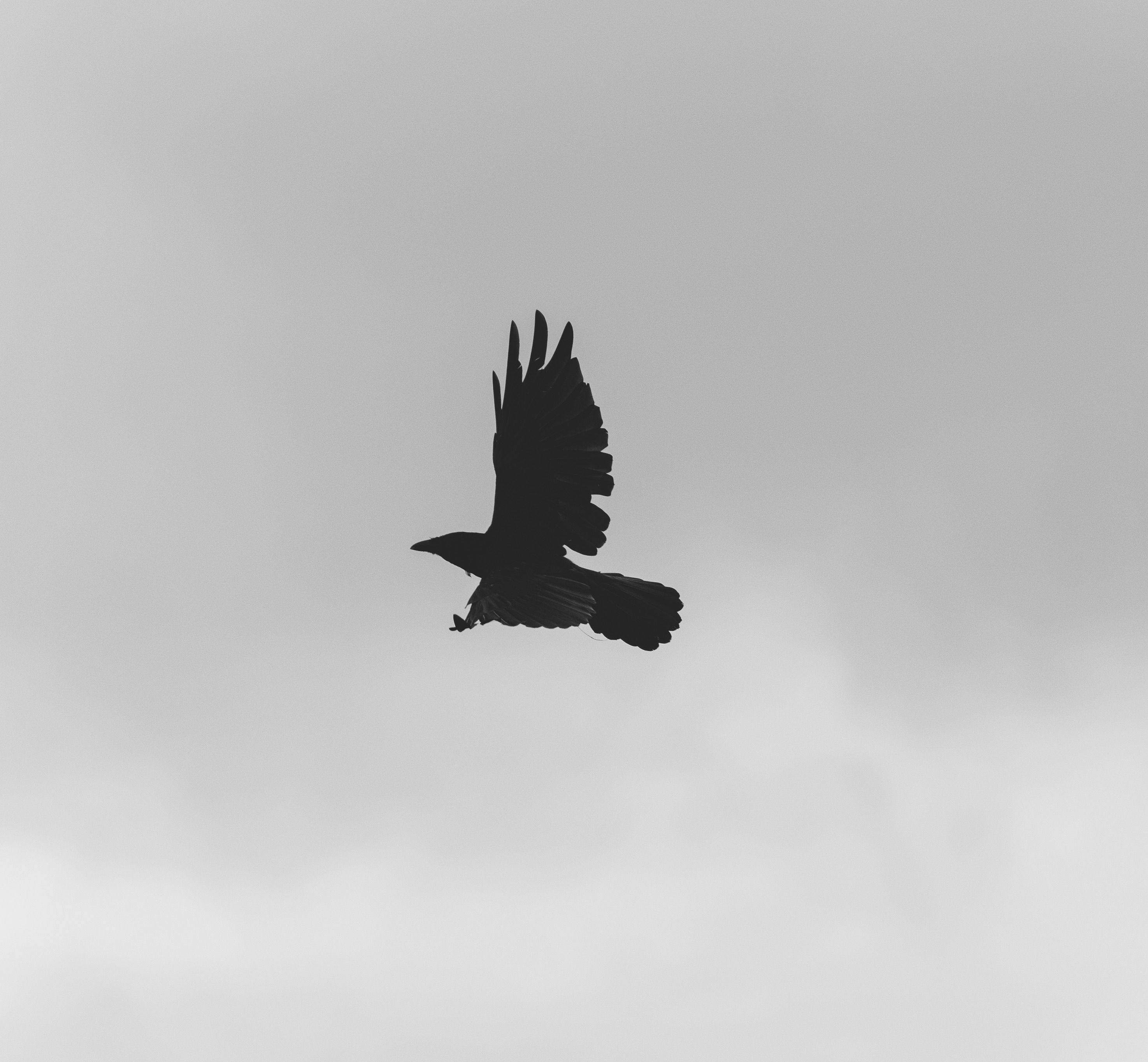 A crow in silhouette flies gracefully against a cloudy, overcast sky.
