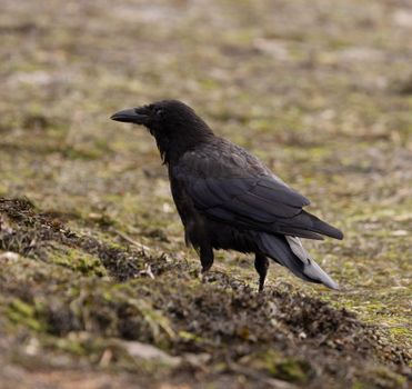 crow photo