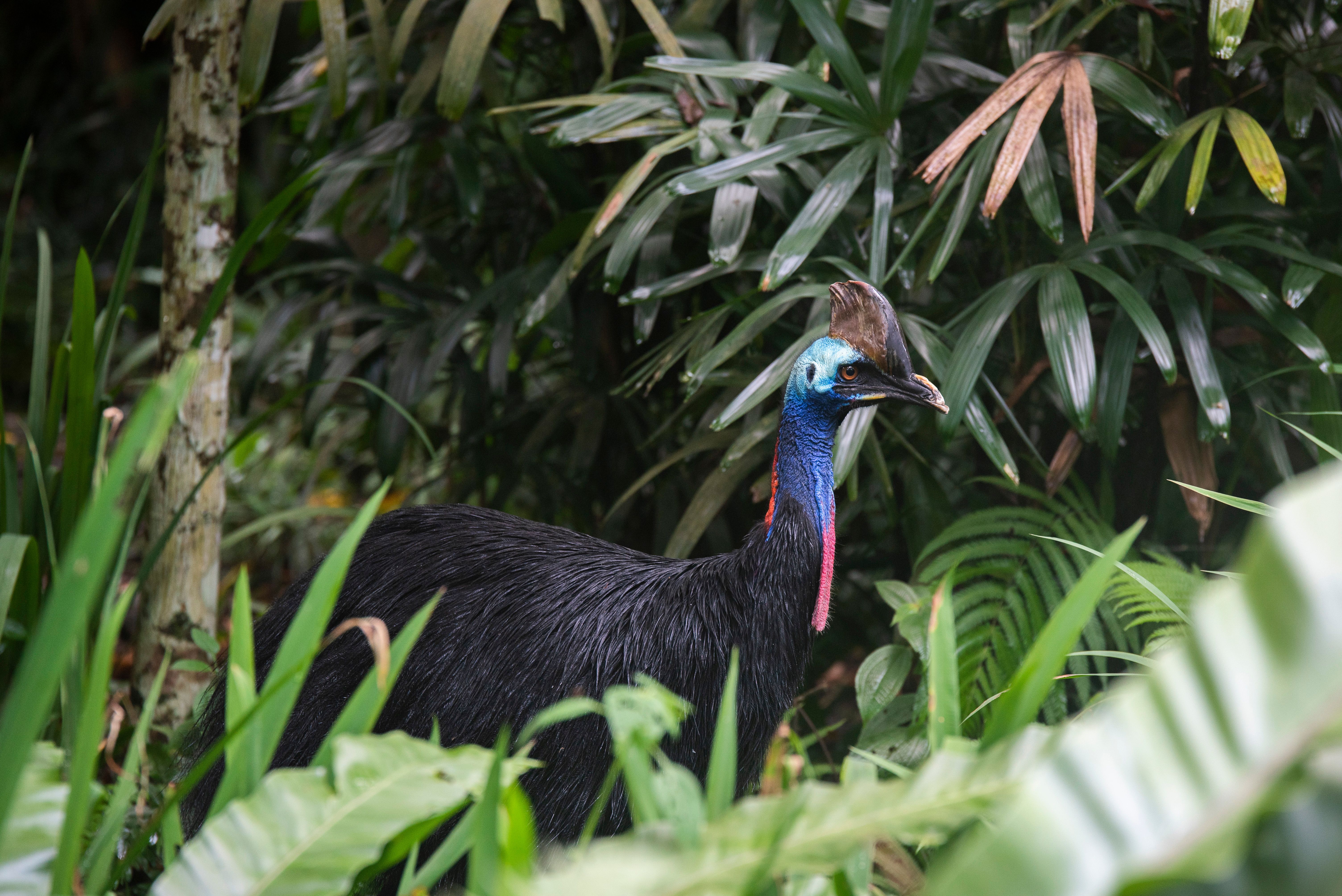 Cassowary