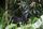 cassowary