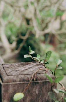 Image by Hạnh Nguyễn