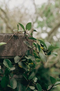 Image by Hạnh Nguyễn