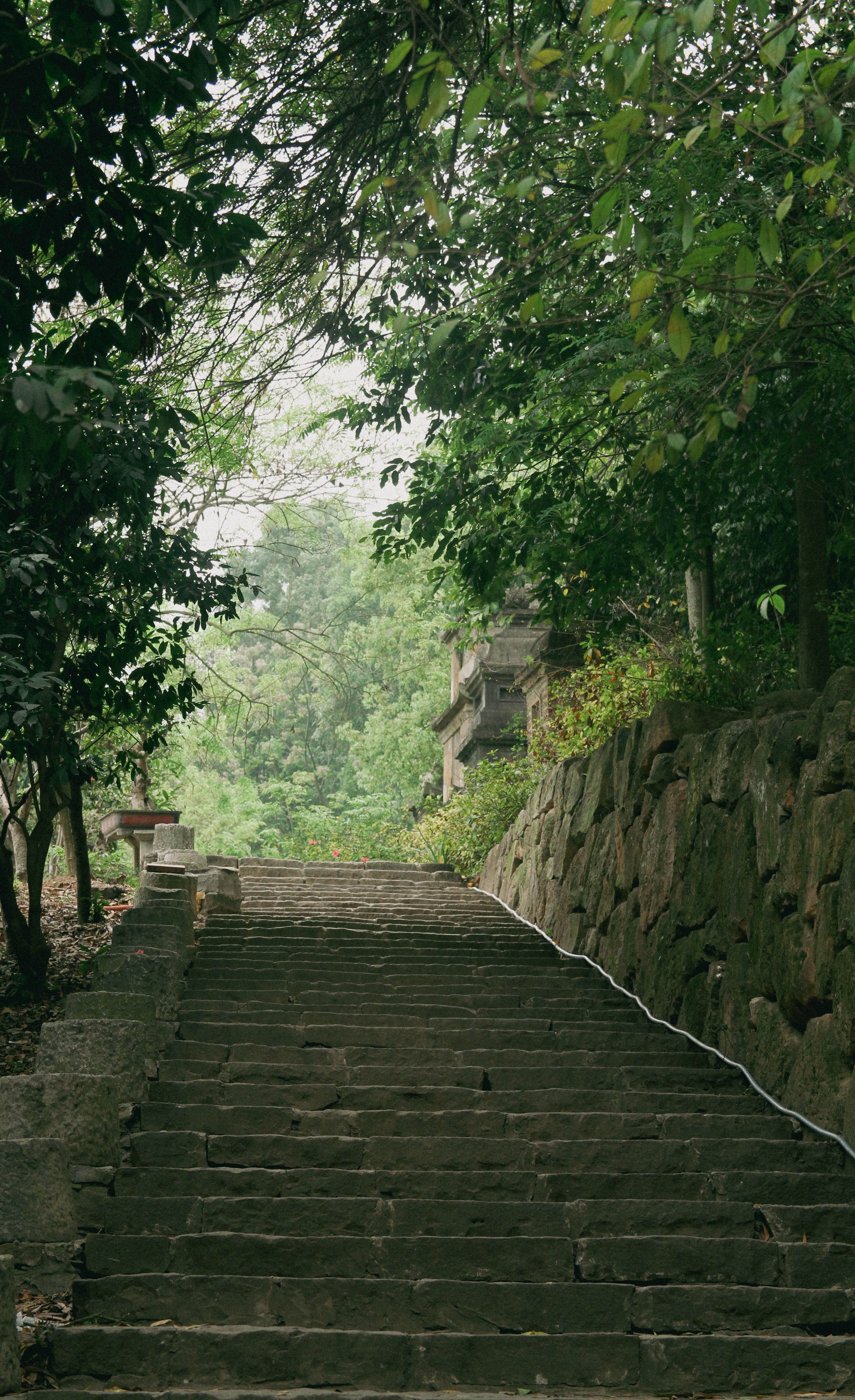 A stone staircase leading up to a tree · Free Stock Photo