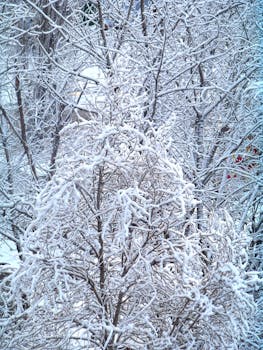 在宁静的冬季，美丽的磨砂树枝静静伫立