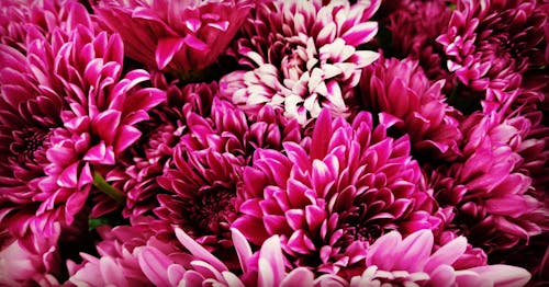 Kostenlos Chrysanthemenblumen Stock-Foto