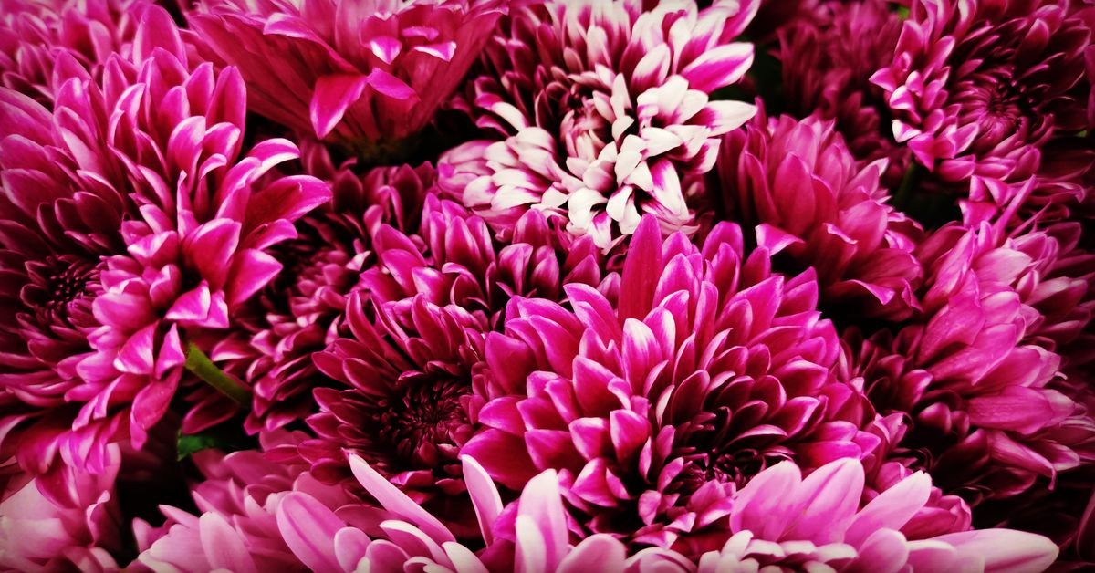 Close chrysanthemum visual for Double Ninth pages where the flower is the cultural signal, not generic autumn color. Public-source visual preview.