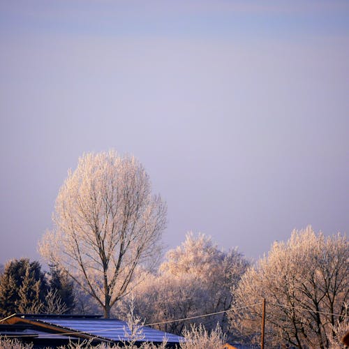 White Petaled Tree Near House