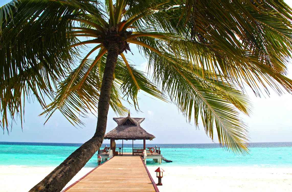 бесплатная Пляжный причал с пальмами Стоковое фото