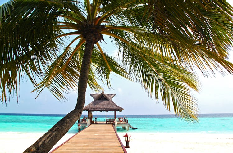 Beach Dock With Palm Tree