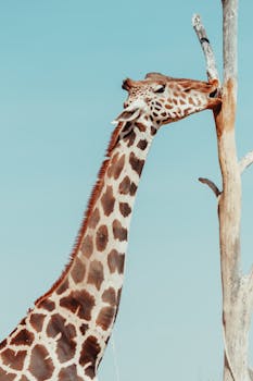 A giraffe stretches to reach leaves on a tall tree in a safari setting in Puebla, Mexico.