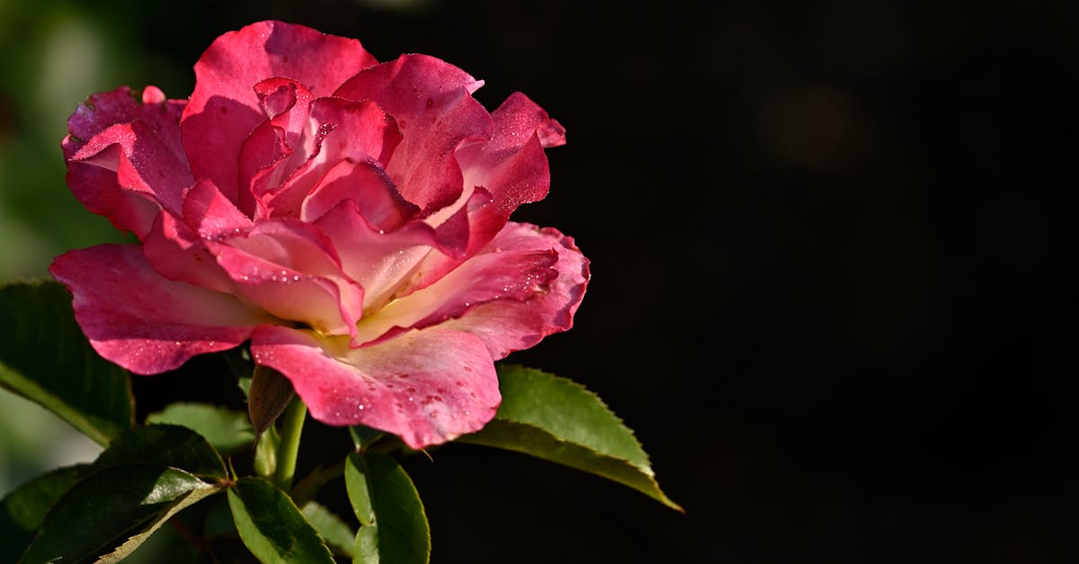 Choosing Between Solar and Wired Outdoor Lighting