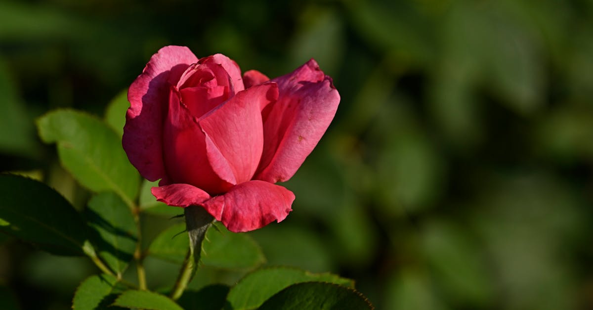 Guía completa para cultivar rosas en casa